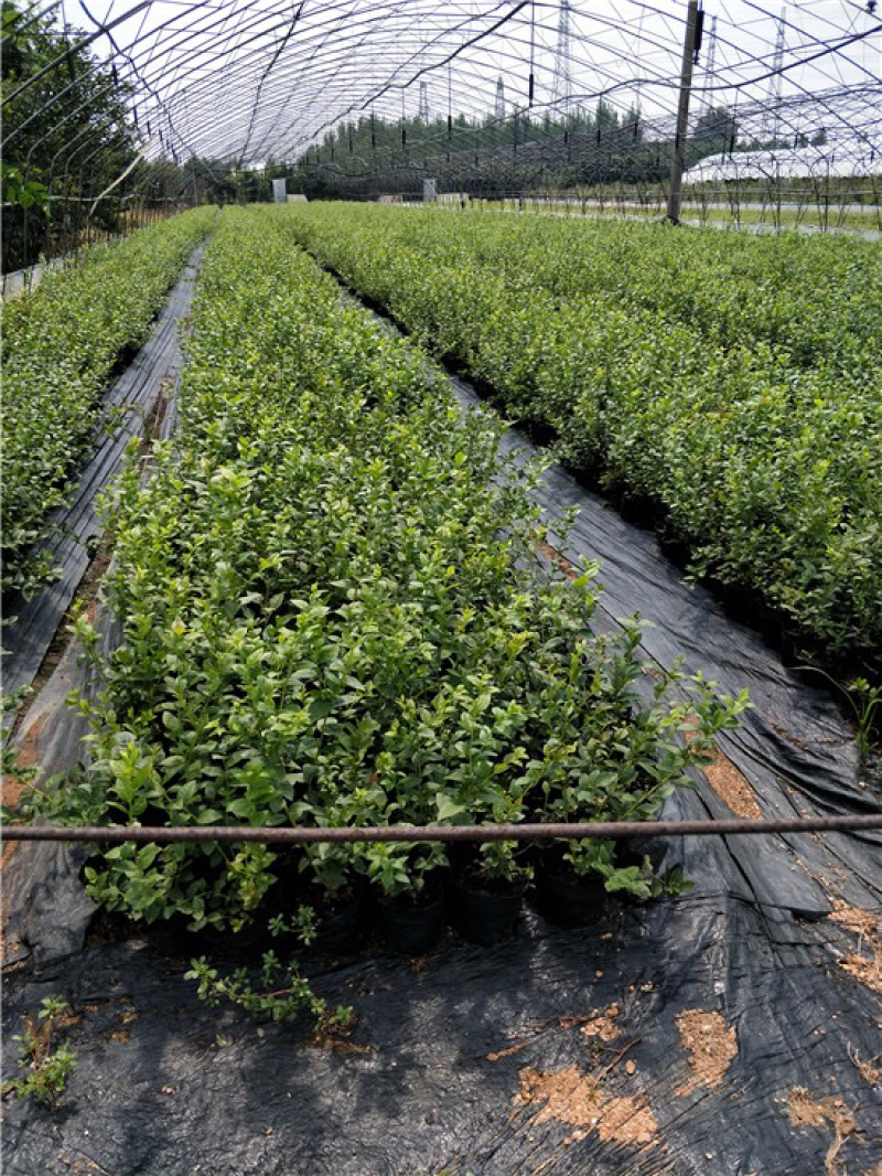 杜克蓝莓苗基地直销，根系发达提供种植服务