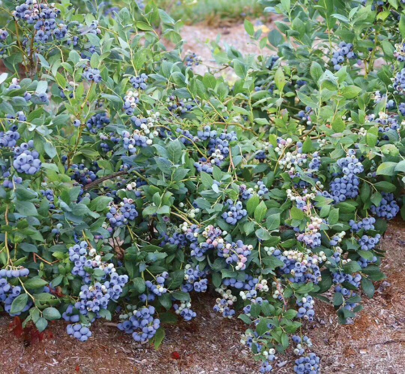 杜克蓝莓苗基地直销，根系发达提供种植服务