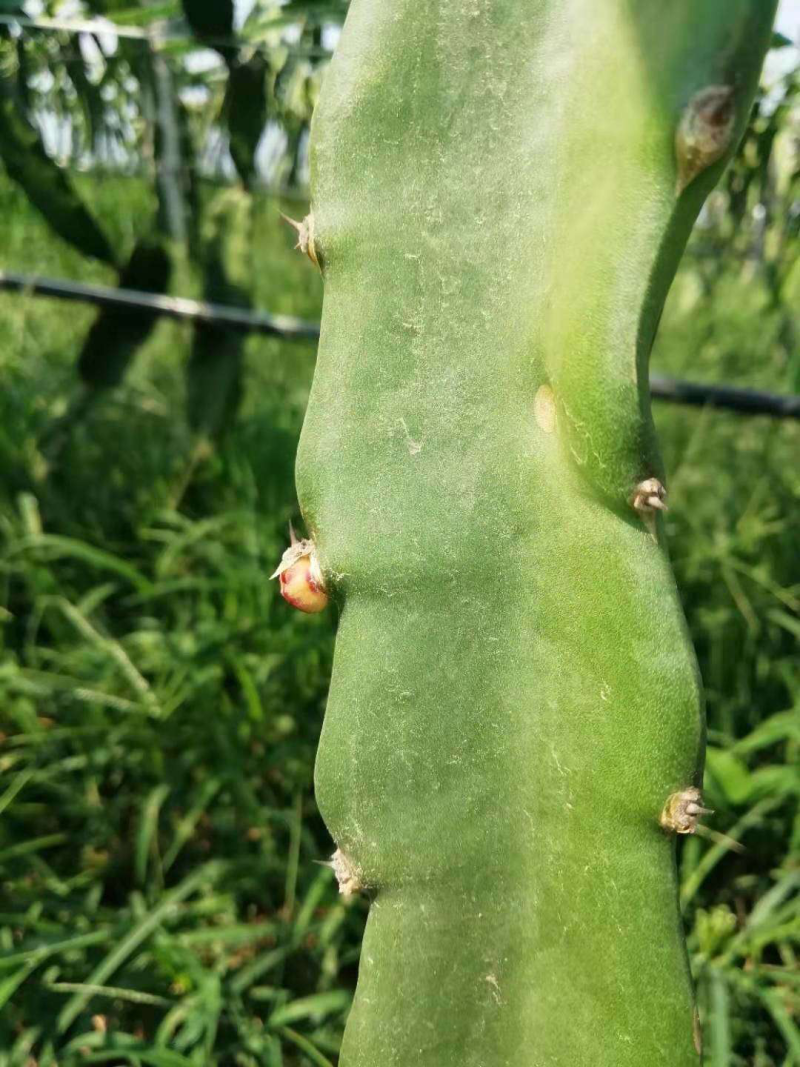 红心火龙果苗基地直销，根系发达提供种植服务