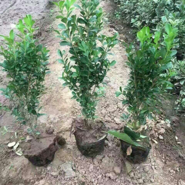 大量供应营养钵高山黄杨