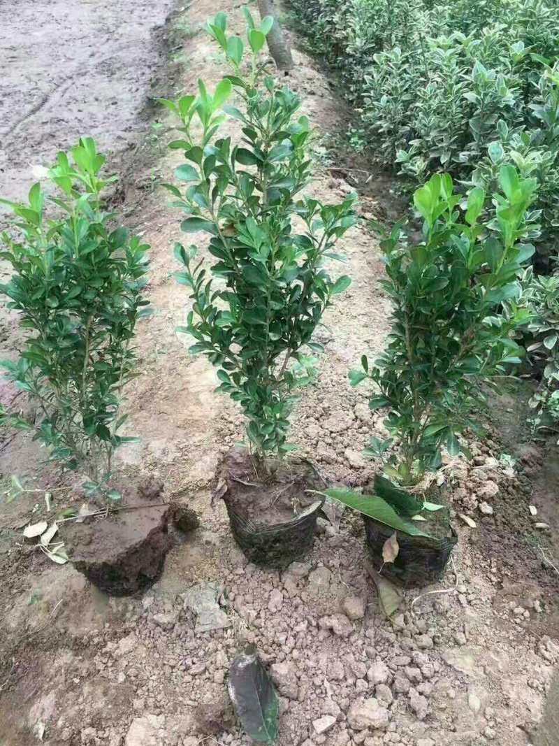 大量供应营养钵高山黄杨