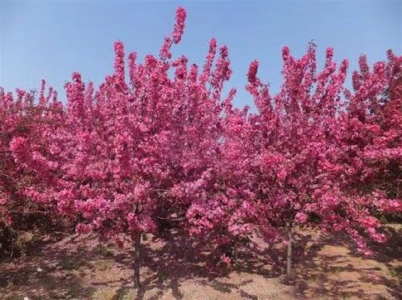 北美海棠6公分，货源充足，基地直销