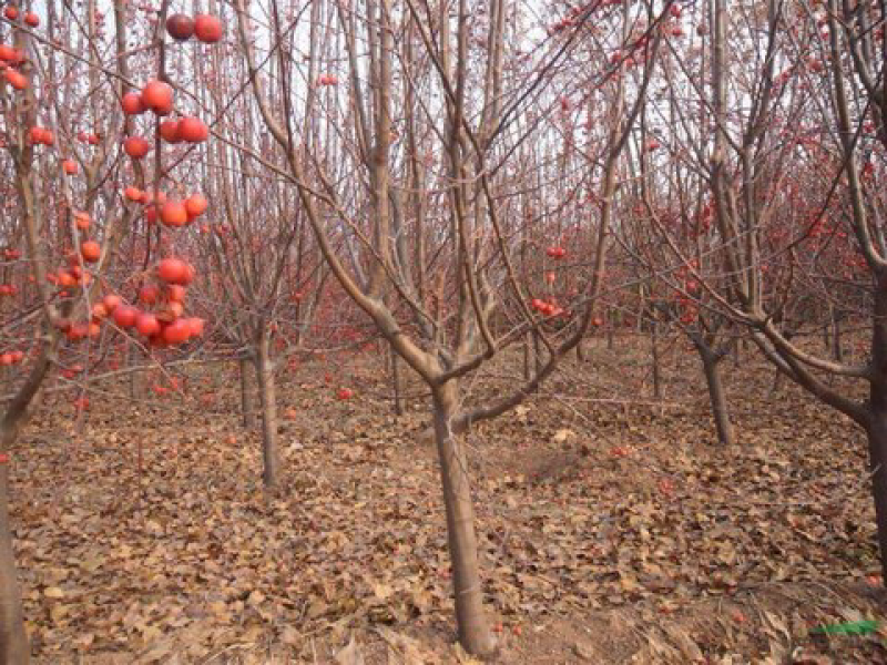 北美海棠6公分，货源充足，基地直销