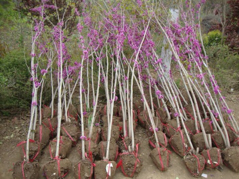 红花紫荆，基地直销，货源充足，
