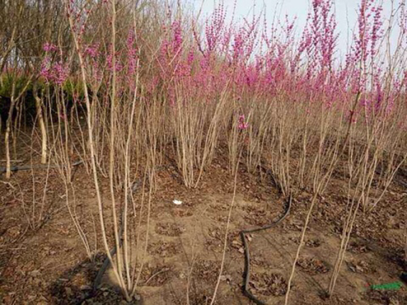 红花紫荆，基地直销，货源充足，
