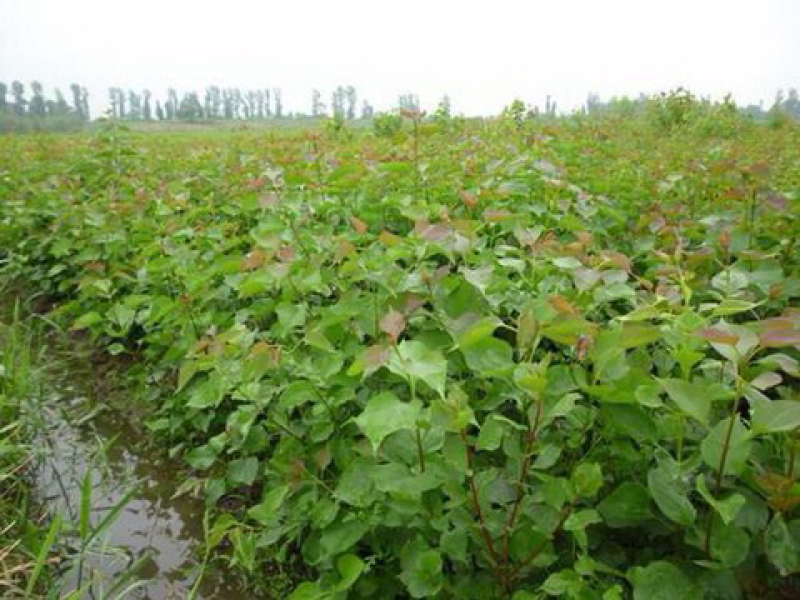 红花紫荆，基地直销，货源充足，