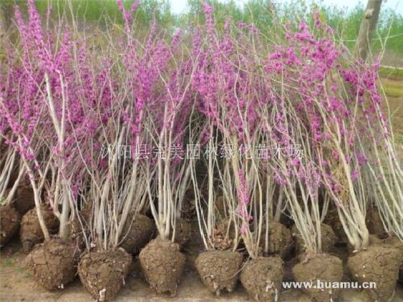 红花紫荆，基地直销，货源充足，