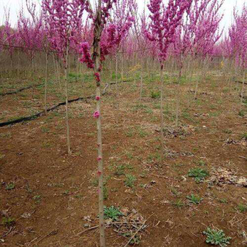 红花紫荆，基地直销，货源充足，