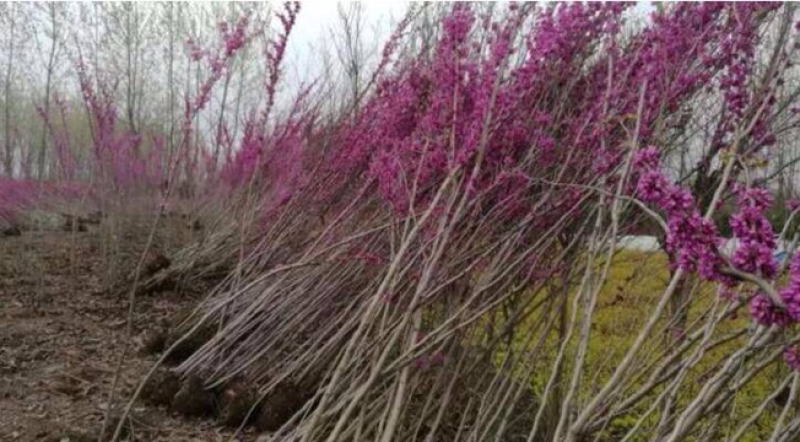 红花紫荆，基地直销，货源充足，