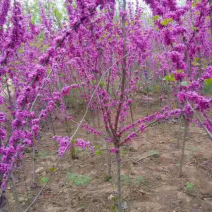 红花紫荆，基地直销，货源充足，