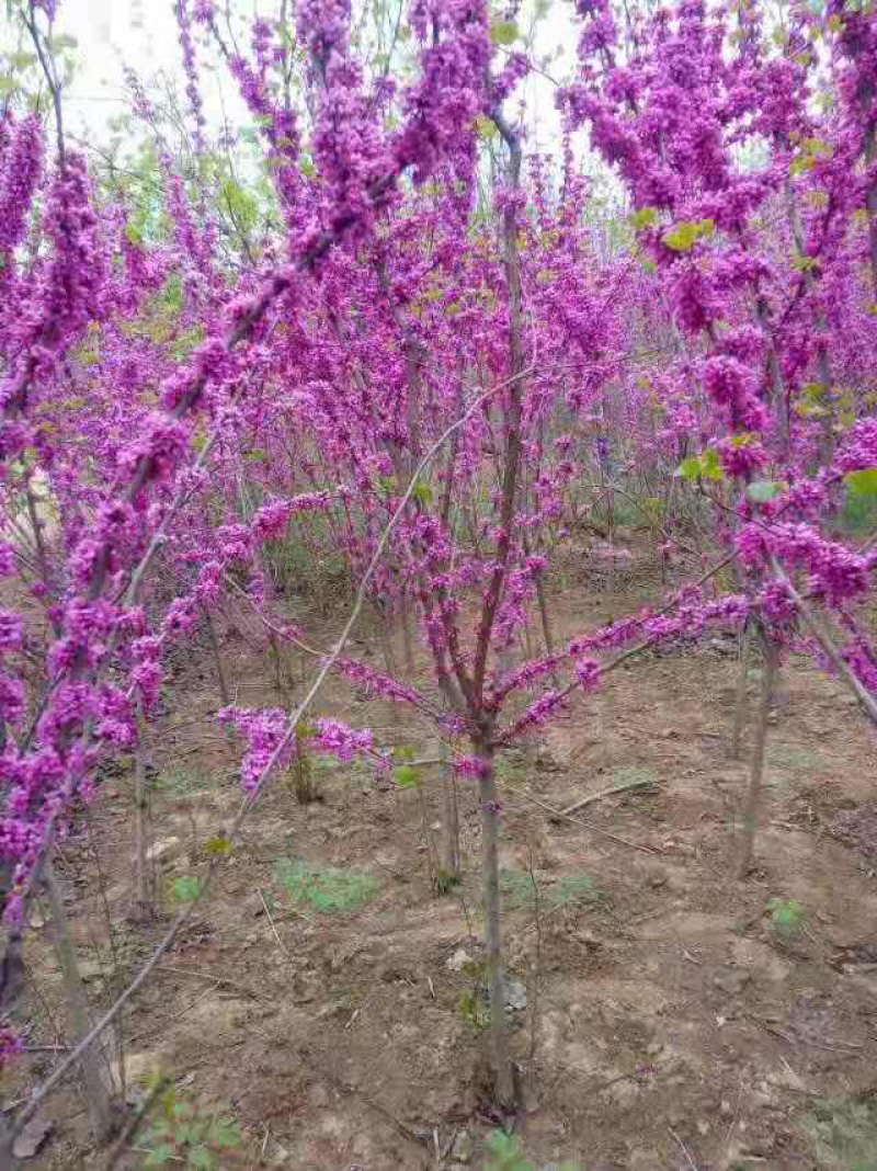 红花紫荆，基地直销，货源充足，