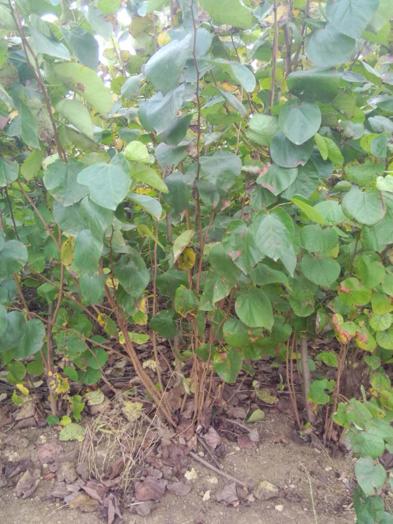 红花紫荆，基地直销，货源充足，