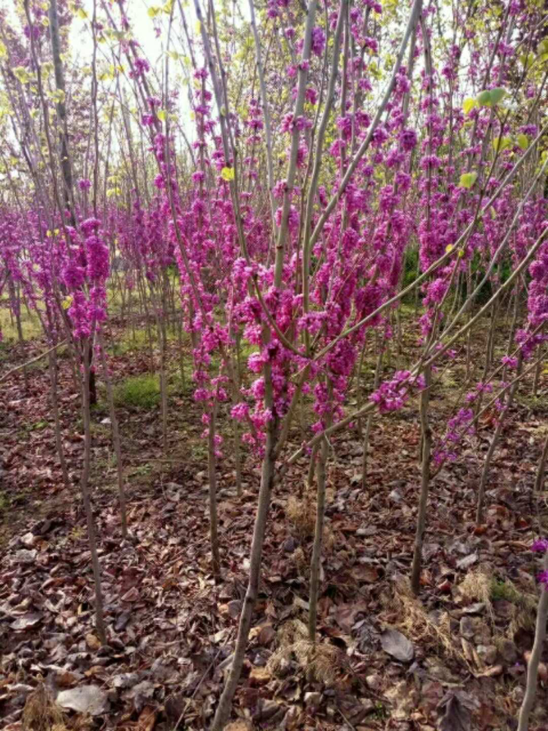 红花紫荆，基地直销，货源充足，