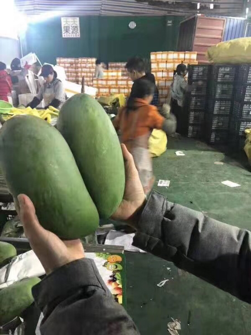 越南大青芒一件代发，量大批发