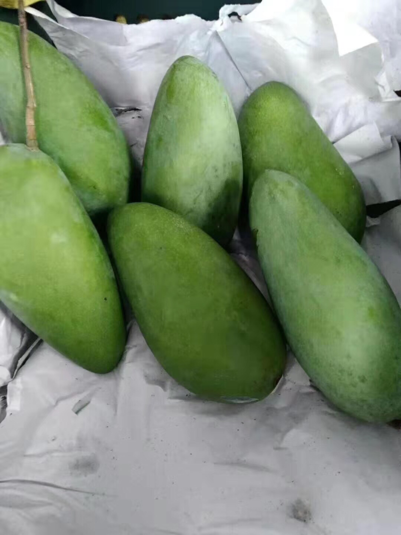 越南大青芒一件代发，量大批发