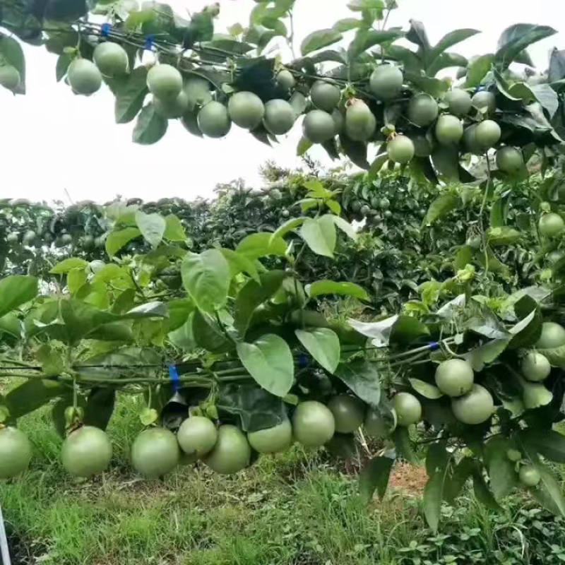自家自产百香果