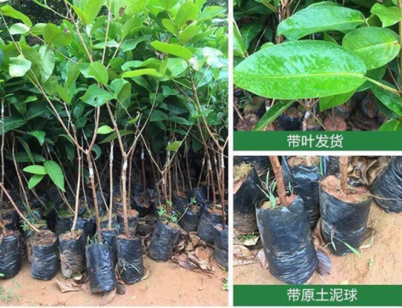 台湾黑金刚莲雾苗、嫁接大叶红莲雾树苗