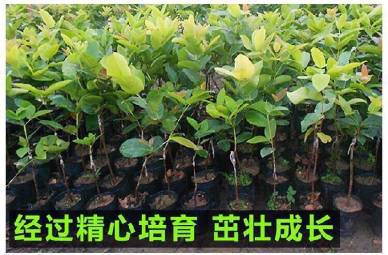 台湾黑金刚莲雾苗、嫁接大叶红莲雾树苗