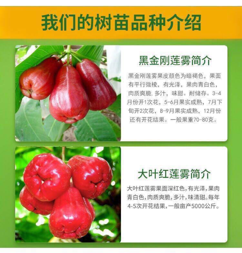 台湾黑金刚莲雾苗、嫁接大叶红莲雾树苗