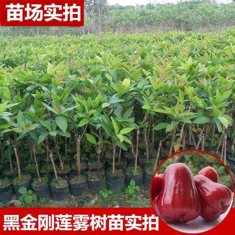 台湾黑金刚莲雾苗、嫁接大叶红莲雾树苗