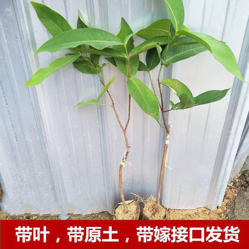 台湾黑金刚莲雾苗、嫁接大叶红莲雾树苗