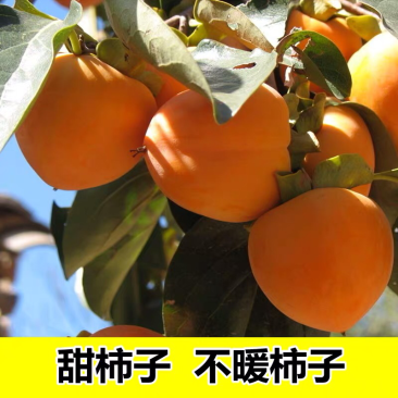 柿子苗嫁接日本甜柿子树苗水果苗柿子苗南方北方种植庭院盆栽