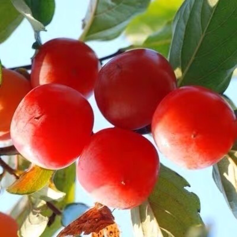 柿子苗嫁接火晶柿子树苗水果苗柿子苗南方北方种植庭院盆栽