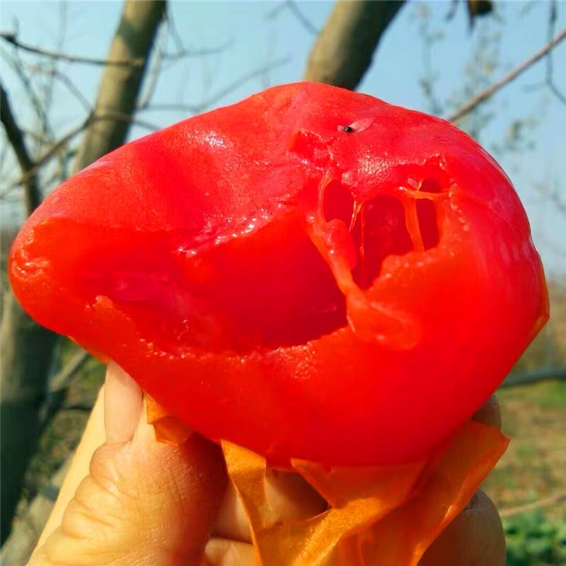 柿子苗嫁接火晶柿子树苗水果苗柿子苗南方北方种植庭院盆栽