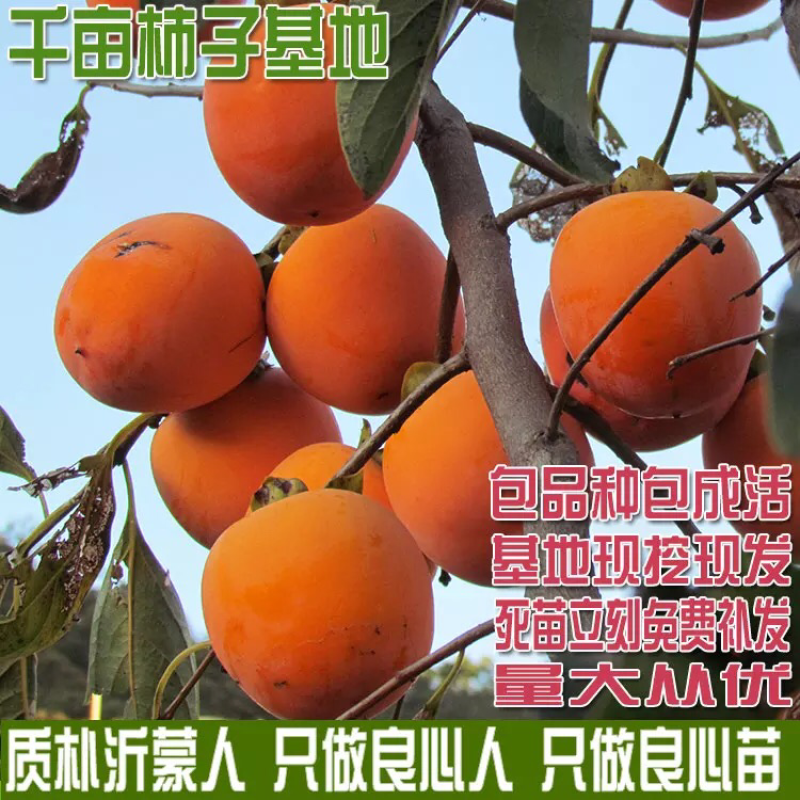 脆柿子苗嫁接柿子树苗水果苗南北方种植当年挂果包成活