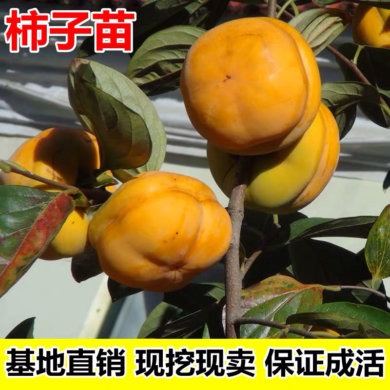 柿子苗嫁接磨盘柿子树苗水果苗柿子苗南方北方种植庭院盆栽