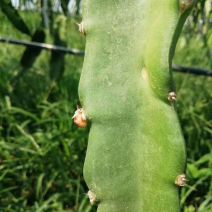 红心火龙果苗基地直销，根系发达提供种植服务