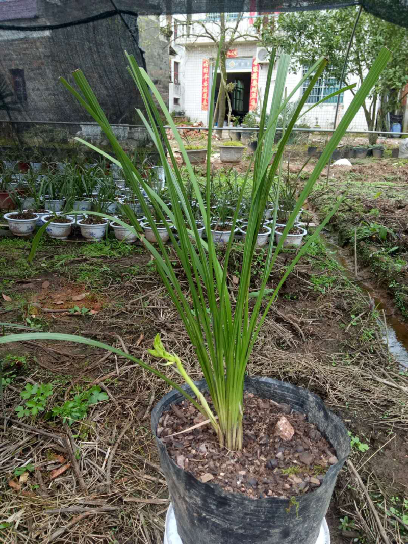 野生兰花