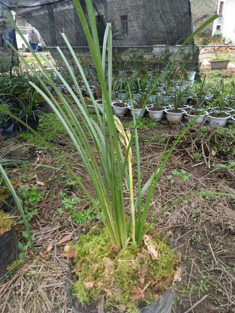 野生兰花