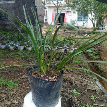 野生兰花