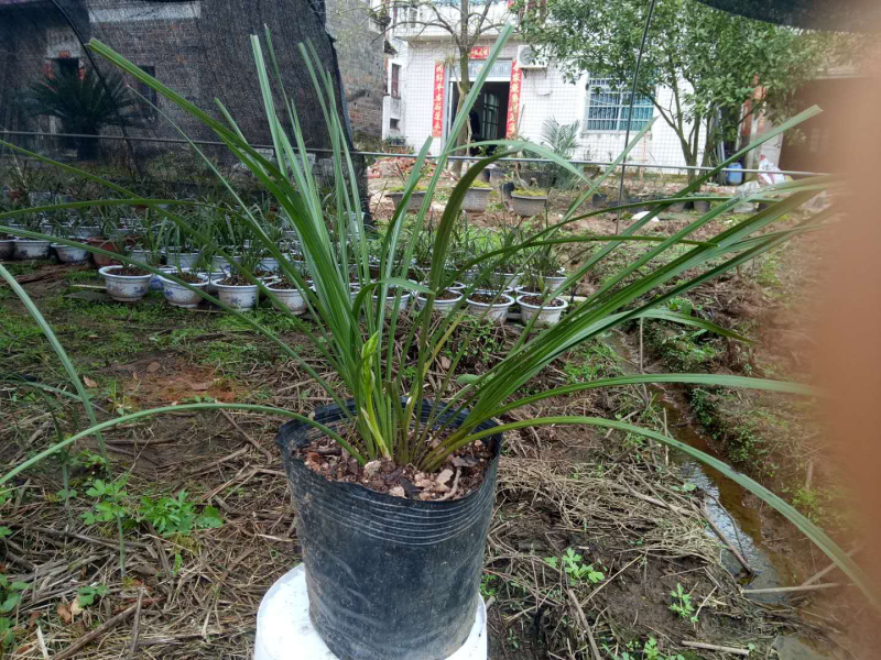 野生兰花