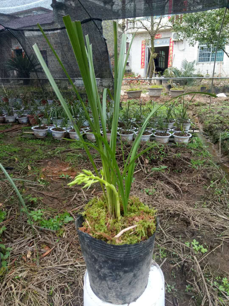 野生兰花