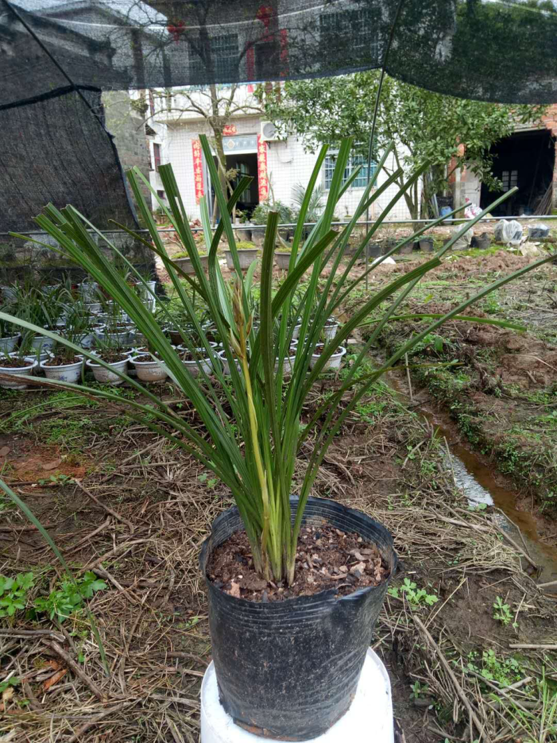 野生兰花