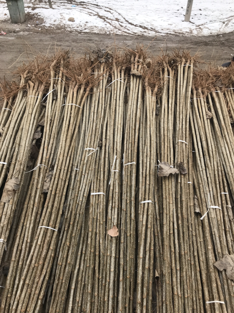 鲁林9号无絮杨，扦插段，基地直销，全国发货