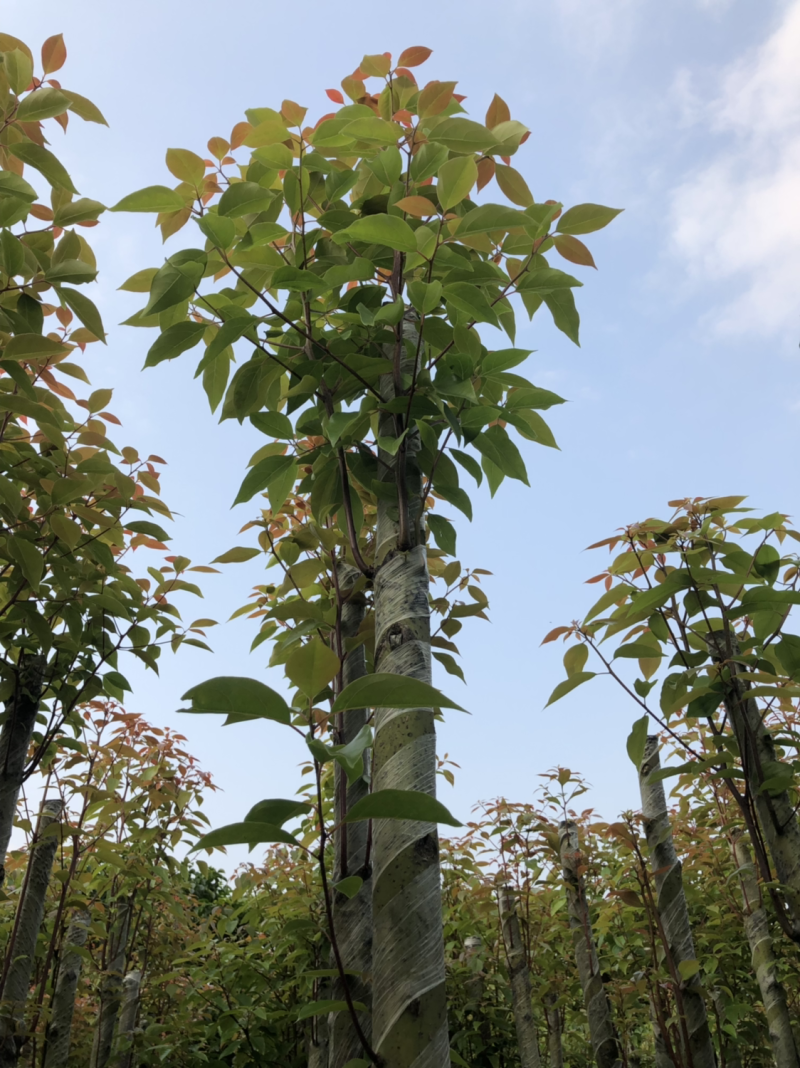 5分香樟