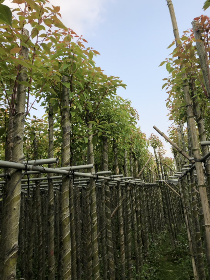 5分香樟