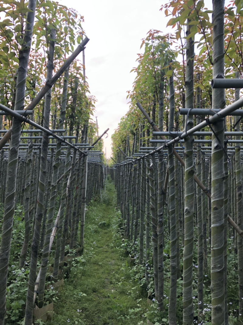 5分香樟