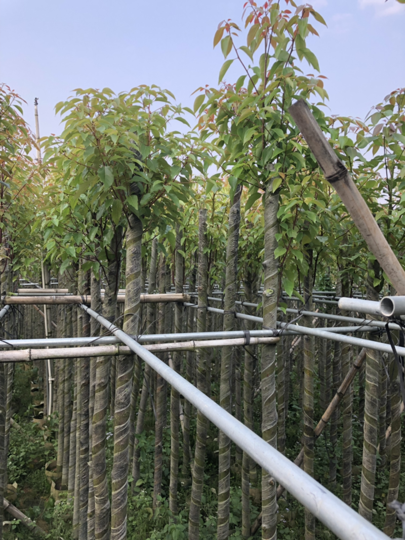 5分香樟