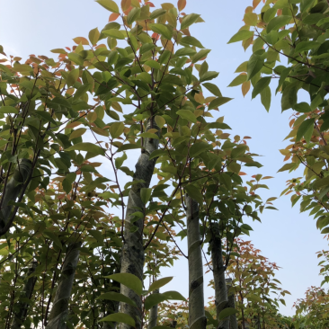 5分香樟