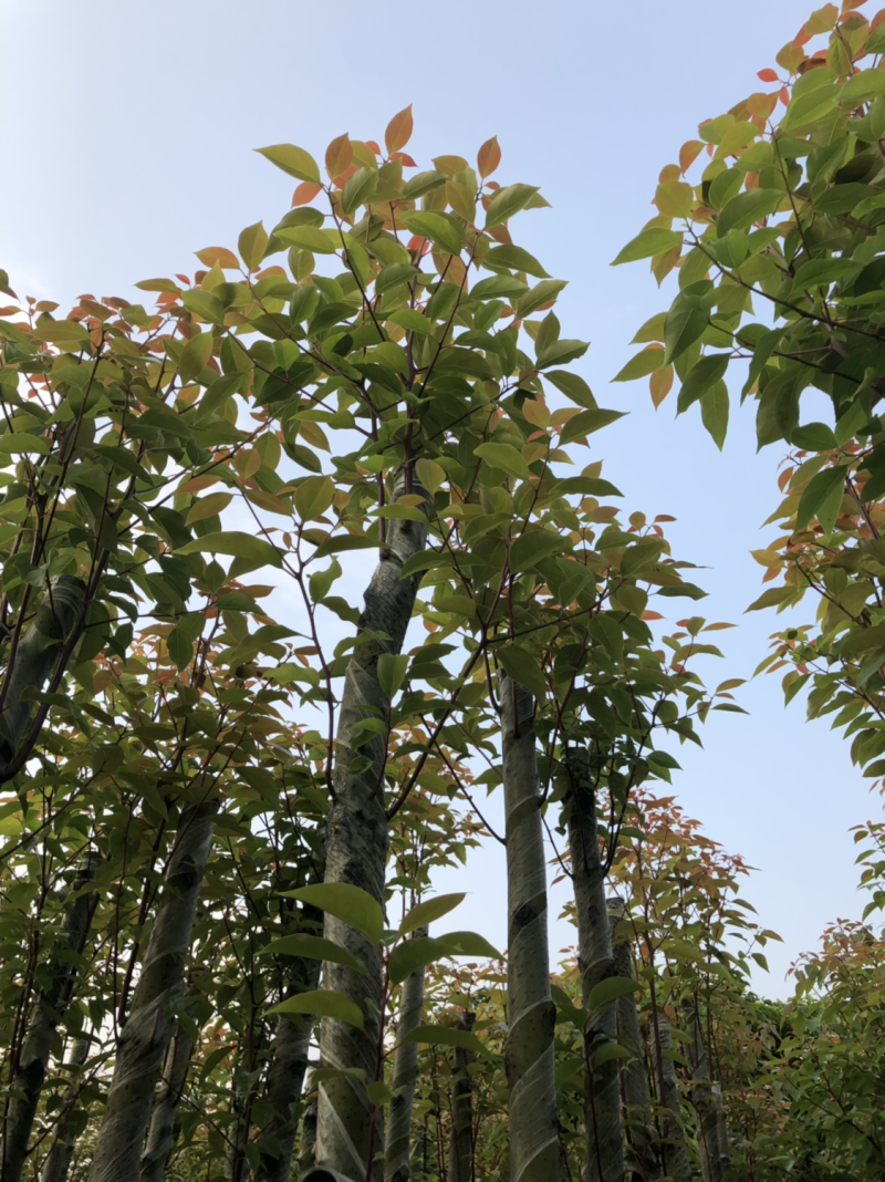 5分香樟