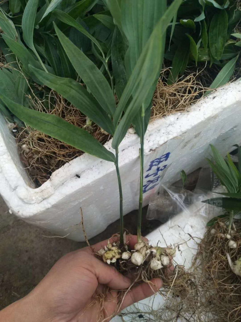 黄精苗