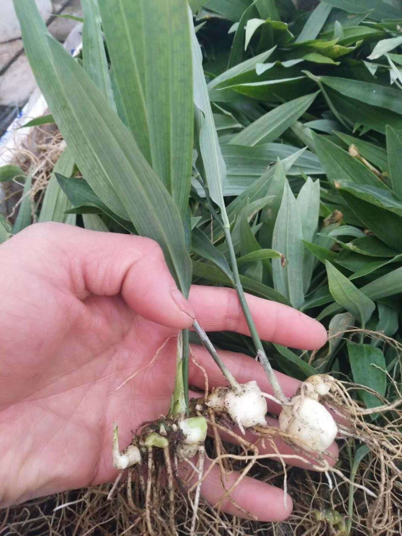 黄精苗