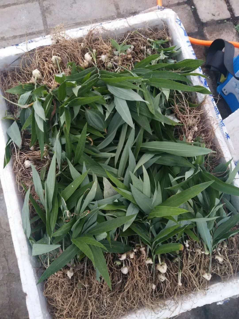 黄精苗