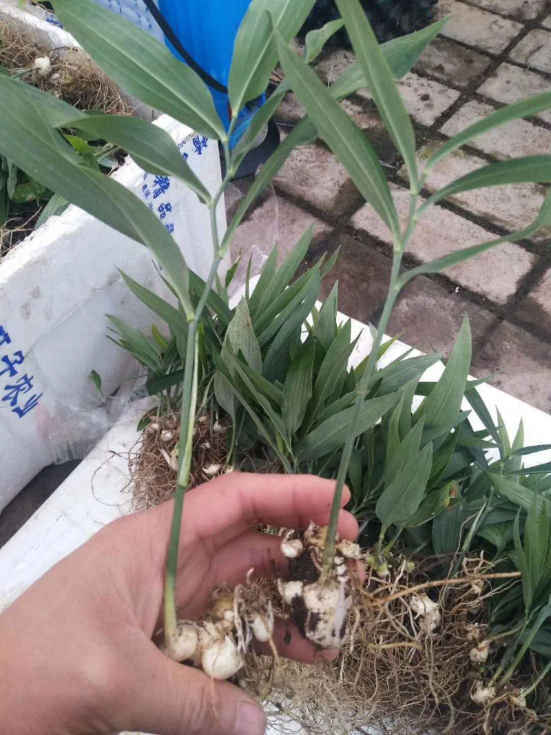 黄精苗