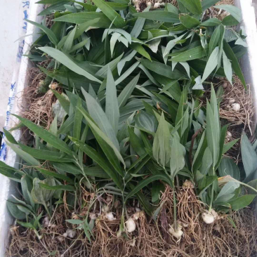 黄精苗