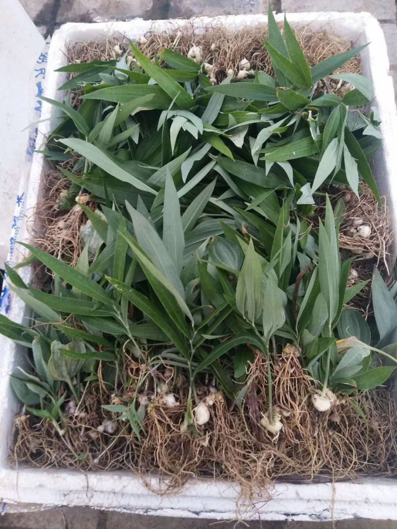 黄精苗